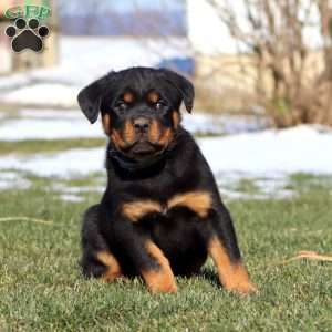 Kelsey, Rottweiler Puppy