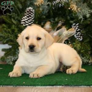 Kelsey, Yellow Labrador Retriever Puppy