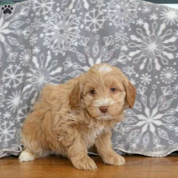 Kendall-F1B, Mini Goldendoodle Puppy