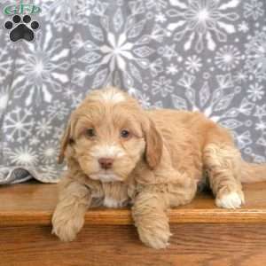 Kendall-F1B, Mini Goldendoodle Puppy