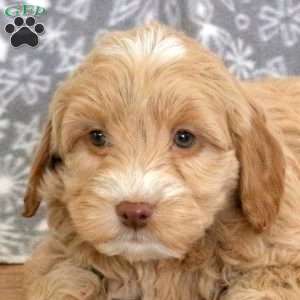 Kendall-F1B, Mini Goldendoodle Puppy