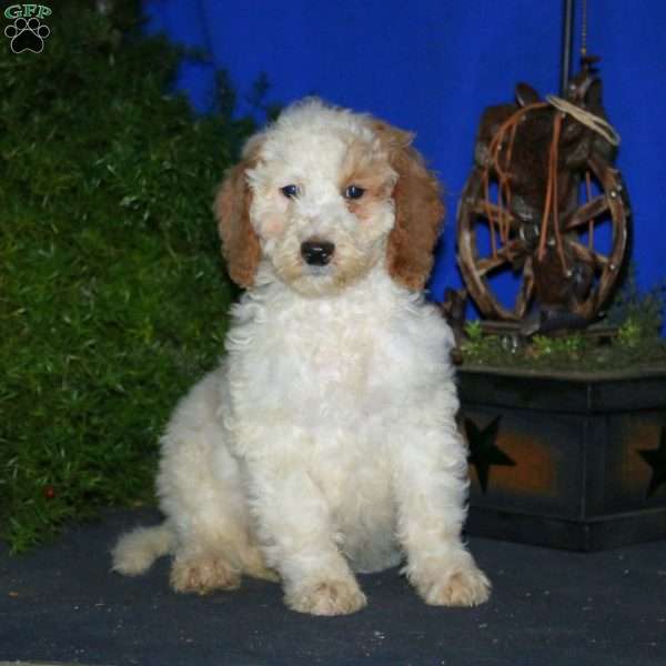 Kendall, Goldendoodle Puppy