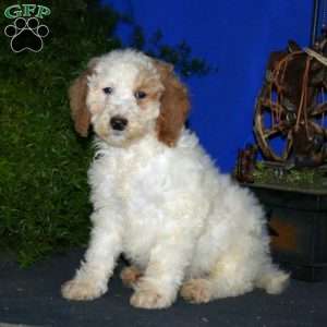 Kendall, Goldendoodle Puppy