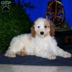 Kendall, Goldendoodle Puppy