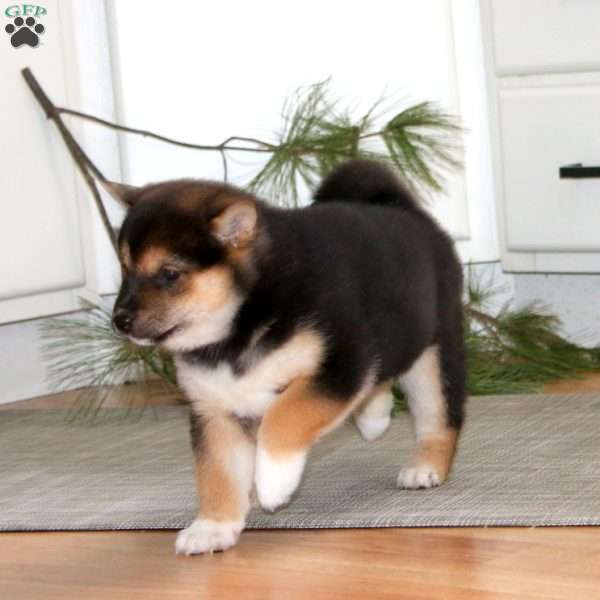 Kendi, Shiba Inu Puppy