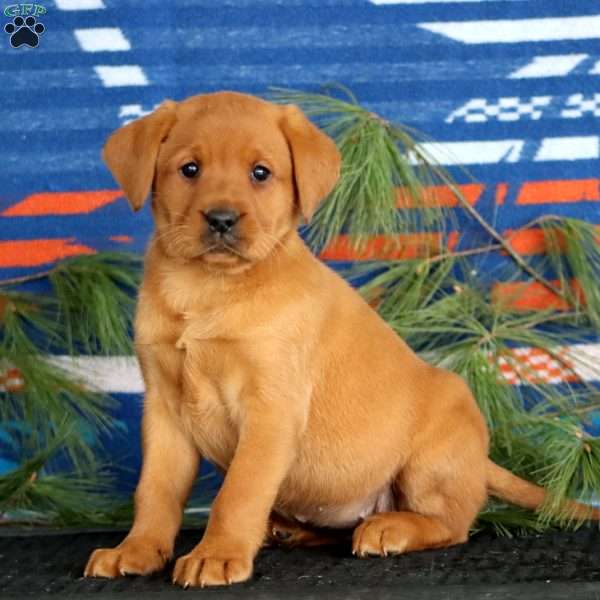 Kendi, Fox Red Labrador Retriever Puppy