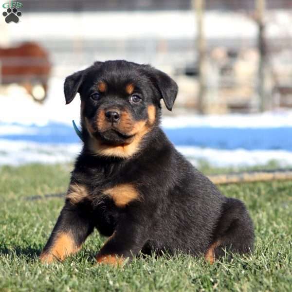 Kendi, Rottweiler Puppy