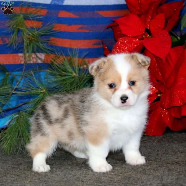 Kendi, Pembroke Welsh Corgi Puppy