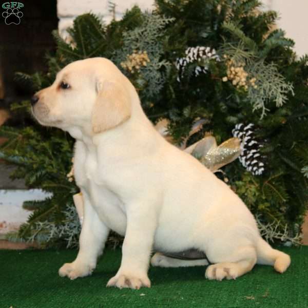 Kendi, Yellow Labrador Retriever Puppy