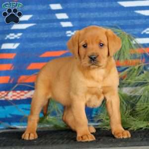 Kendi, Fox Red Labrador Retriever Puppy