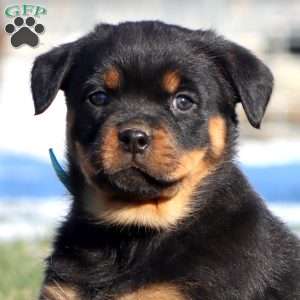 Kendi, Rottweiler Puppy