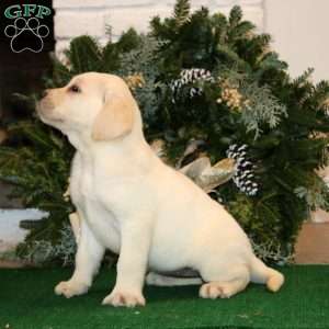 Kendi, Yellow Labrador Retriever Puppy