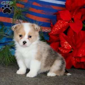 Kendi, Pembroke Welsh Corgi Puppy