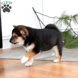 Kendi, Shiba Inu Puppy