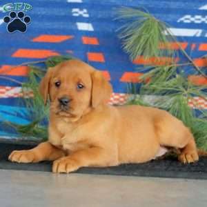 Kendi, Fox Red Labrador Retriever Puppy