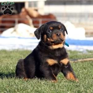 Kendi, Rottweiler Puppy