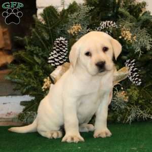 Kendi, Yellow Labrador Retriever Puppy