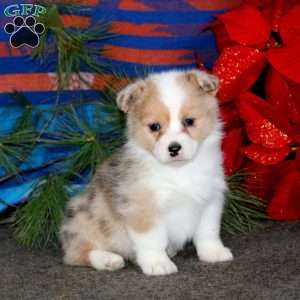 Kendi, Pembroke Welsh Corgi Puppy