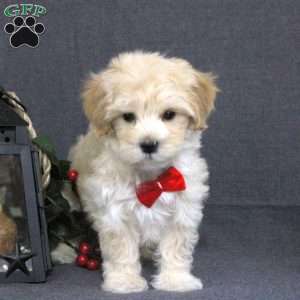 Kenneth, Maltipoo Puppy