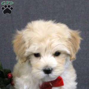 Kenneth, Maltipoo Puppy