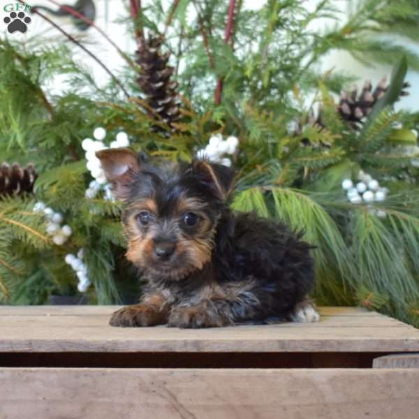 Kenzie, Yorkie Puppy