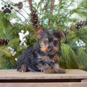 Kenzie, Yorkie Puppy