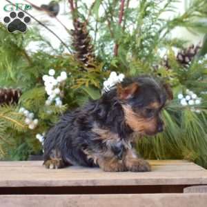 Kenzie, Yorkie Puppy