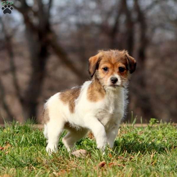 Kenzie, Fox Terrier Mix Puppy