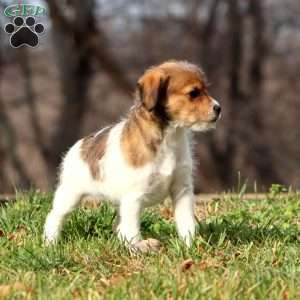 Kenzie, Fox Terrier Mix Puppy