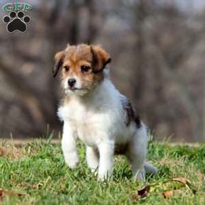 Kenzie, Fox Terrier Mix Puppy
