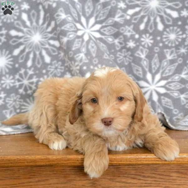 Kevin-F1B, Mini Goldendoodle Puppy