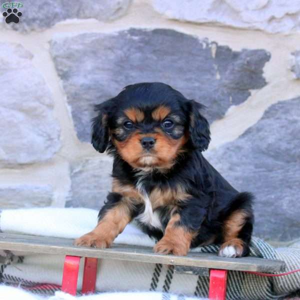 Kevin, Cavalier King Charles Spaniel Puppy