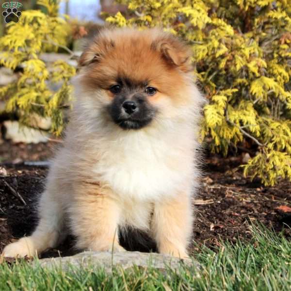 Kevin, Pomeranian Puppy