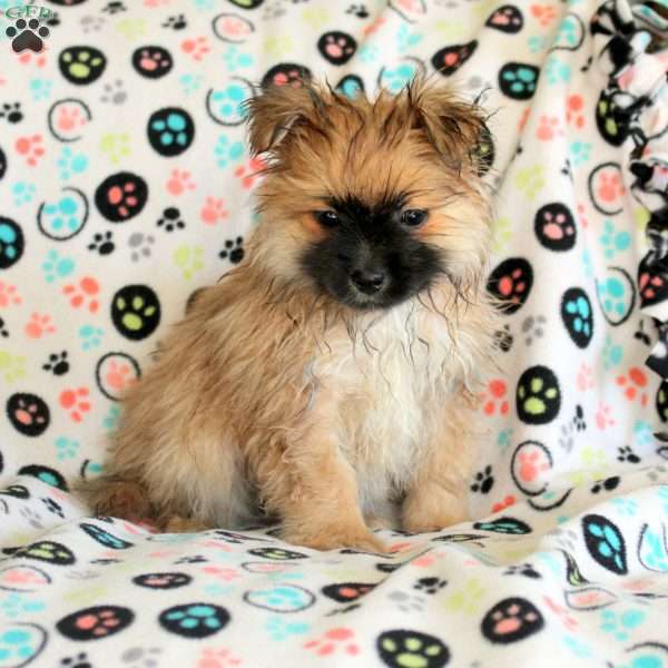 Kevin, Pomeranian Puppy