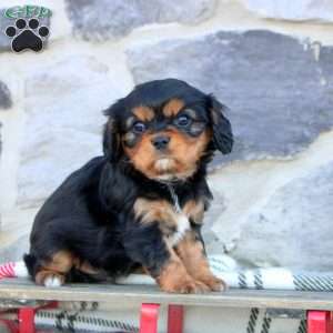 Kevin, Cavalier King Charles Spaniel Puppy