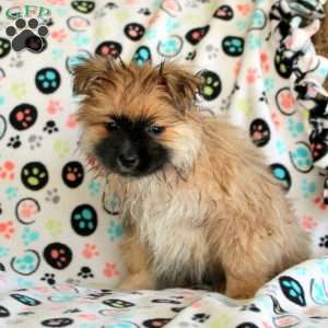 Kevin, Pomeranian Puppy