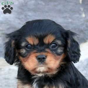 Kevin, Cavalier King Charles Spaniel Puppy