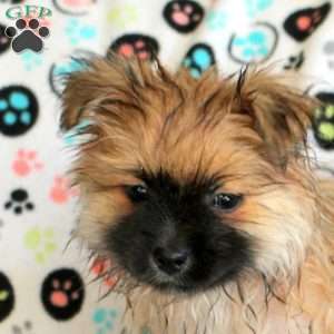 Kevin, Pomeranian Puppy