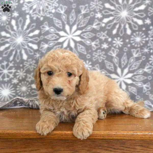 Khloe-F1B, Mini Goldendoodle Puppy