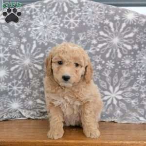 Khloe-F1B, Mini Goldendoodle Puppy