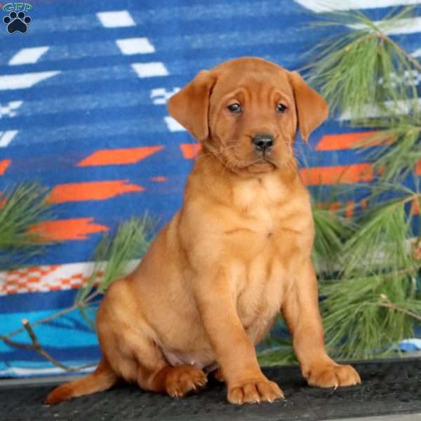 Kia, Fox Red Labrador Retriever Puppy