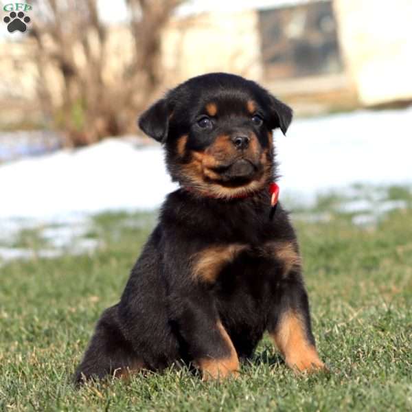 Kia, Rottweiler Puppy