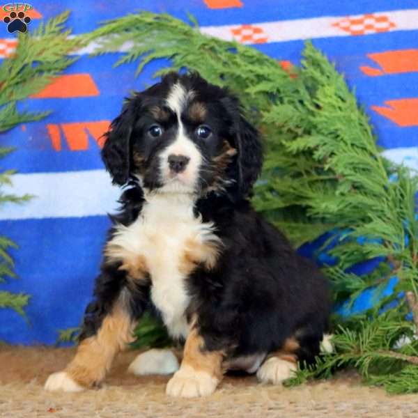 Kia, Miniature Bernese Mountain Dog Puppy