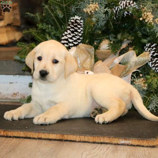 Kia, Yellow Labrador Retriever Puppy