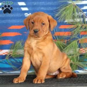 Kia, Fox Red Labrador Retriever Puppy