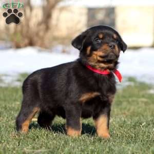 Kia, Rottweiler Puppy