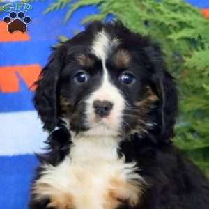 Kia, Miniature Bernese Mountain Dog Puppy