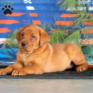 Kia, Fox Red Labrador Retriever Puppy