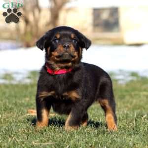 Kia, Rottweiler Puppy