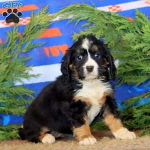 Kia, Miniature Bernese Mountain Dog Puppy